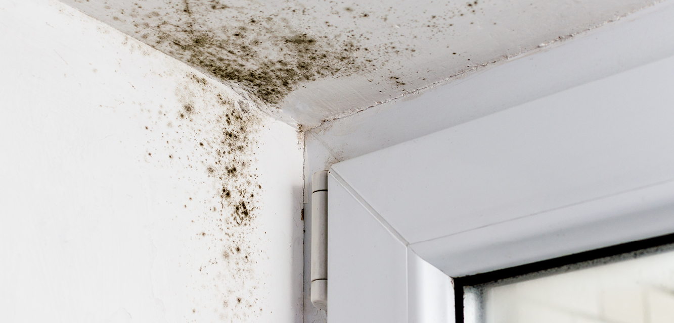 Black Mould in Homes is the cause of many illnesses